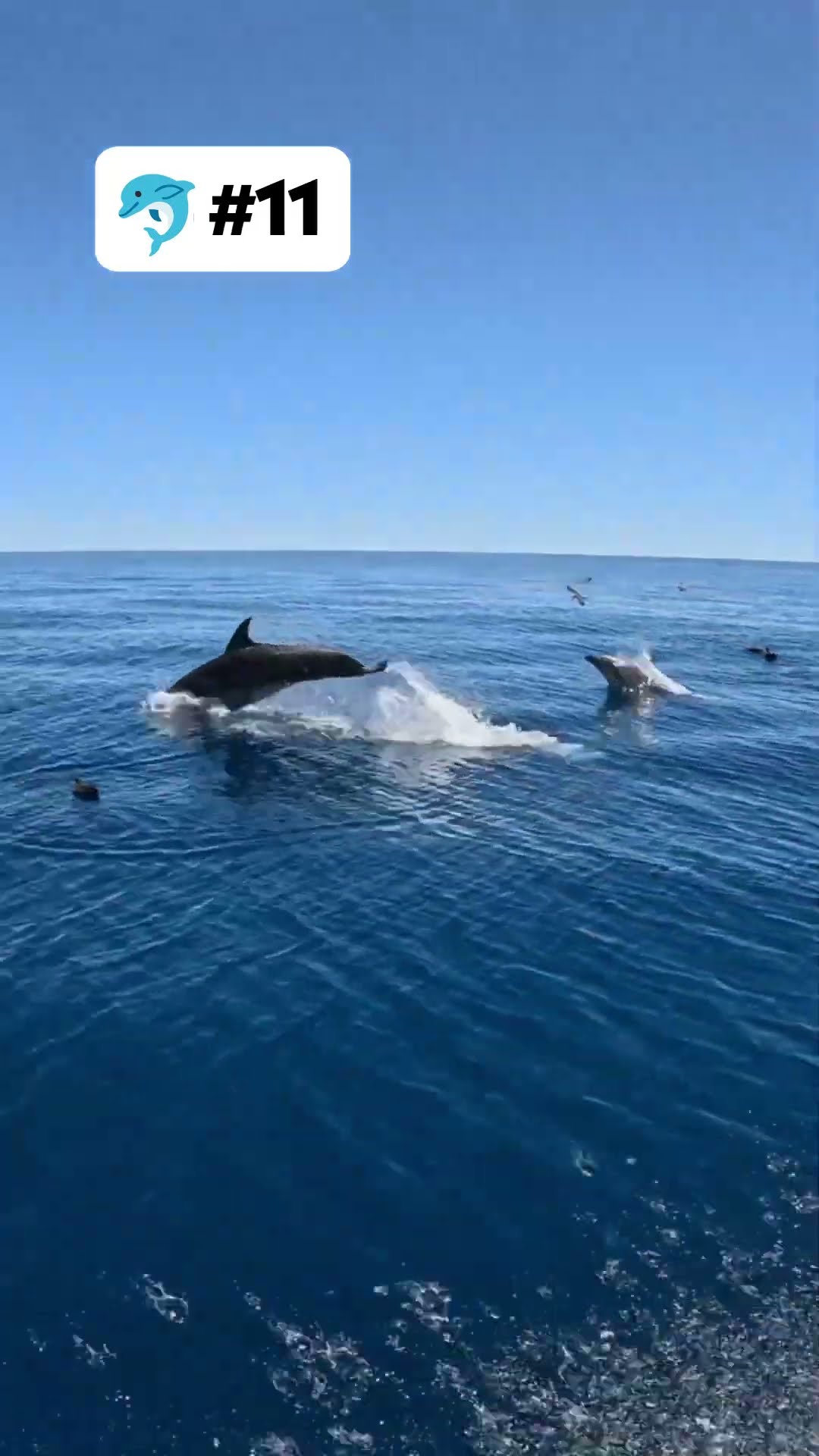 these dolphins just really love hanging with Australian creator @FieldDays #dolphins #ocean #sailing