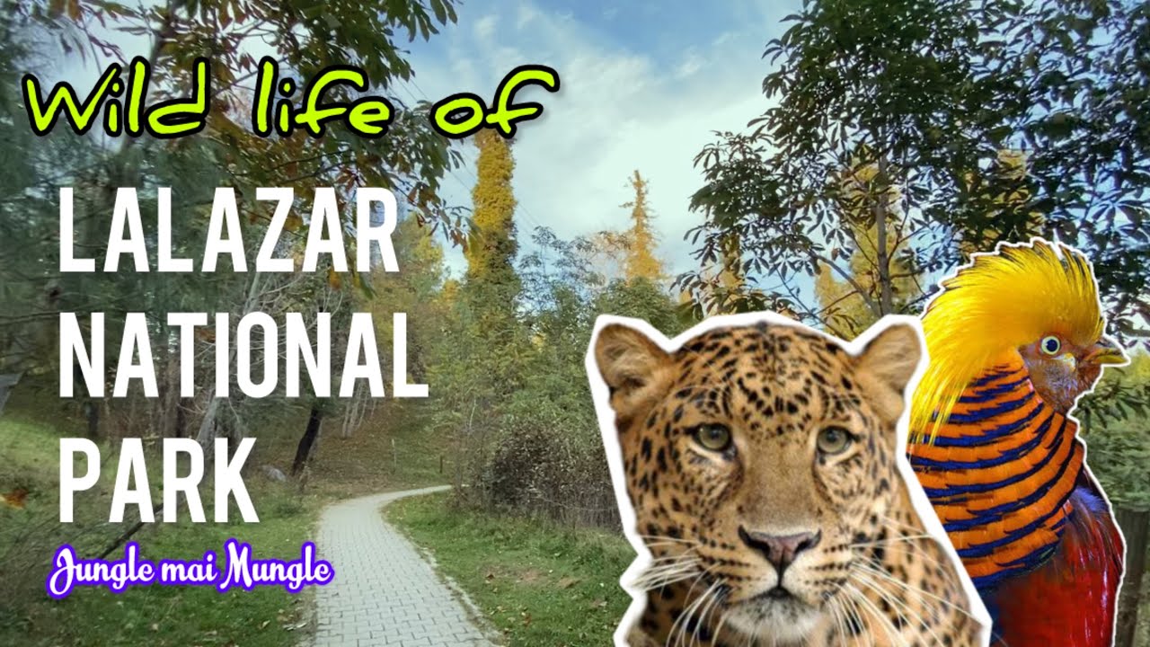 Lalazar Rwp Lalazar Wild Life Park | Trek in the Jungle | Nathia Gali Trekking ...