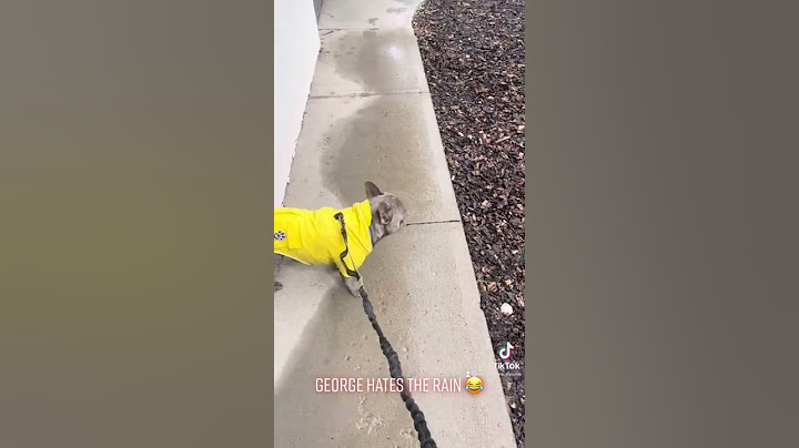 How Does My French Bulldog Walks In The Rain?