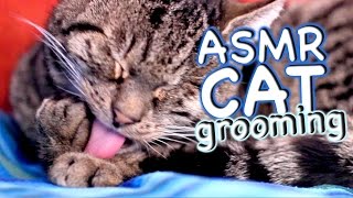 ASMR Cat  Grooming #16