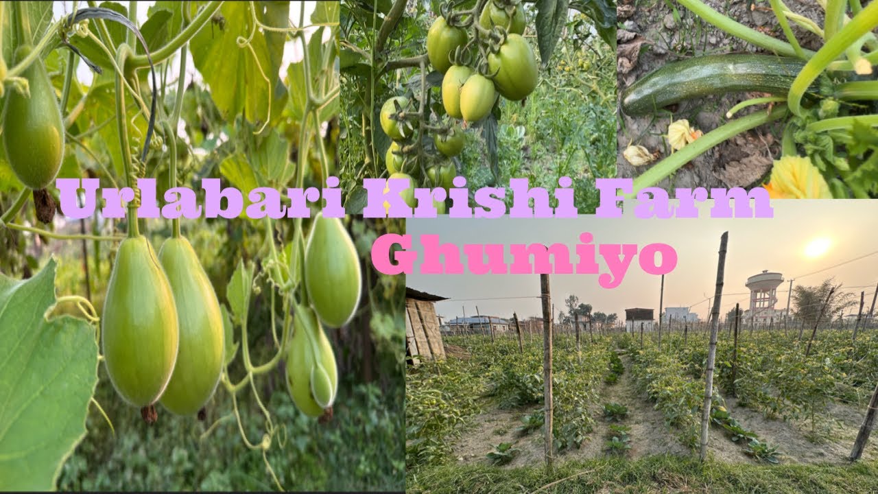 Urlabari Krishi Farm Visit#farm #farming #organic #urlabari # ...