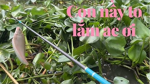 Tranh thủ đi câu để cạn cá lại không ăn ae nhớ đi xóm nhé em Tuấn cảm ơn cả nhà đã xem video