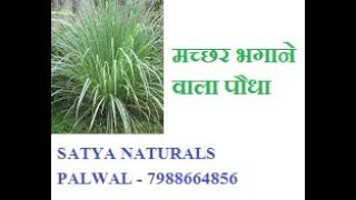 मच्छर भगाने वाला पौधा - ओडोमास - Mosquito Remover Plant - Available at Satya Naturals Palwal Hry