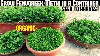 How To Grow Fenugreek/Methi in a Container ( WITH FULL UPDATES)