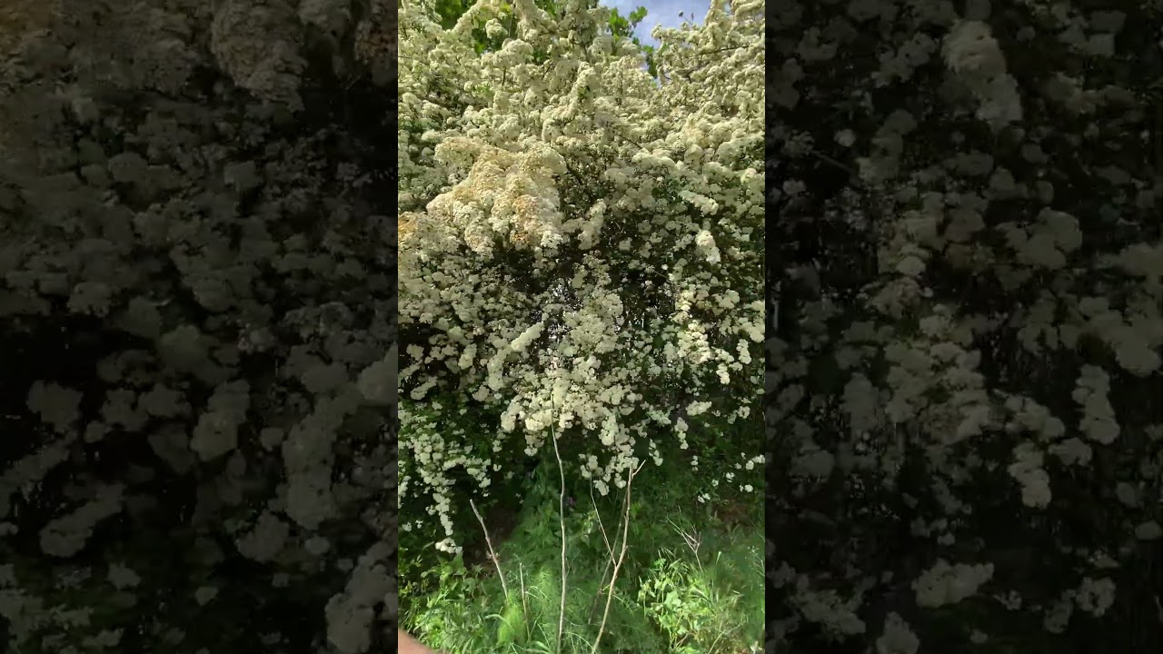 Le Buisson ardent (Pyracantha) est en fleurs #nature #flowers #flower