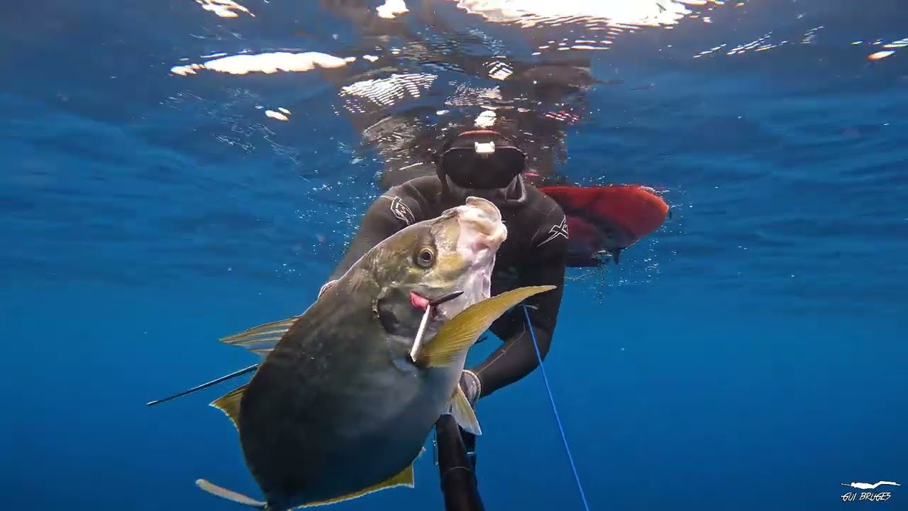 Caça Submarina no Outono II - Açores 2024