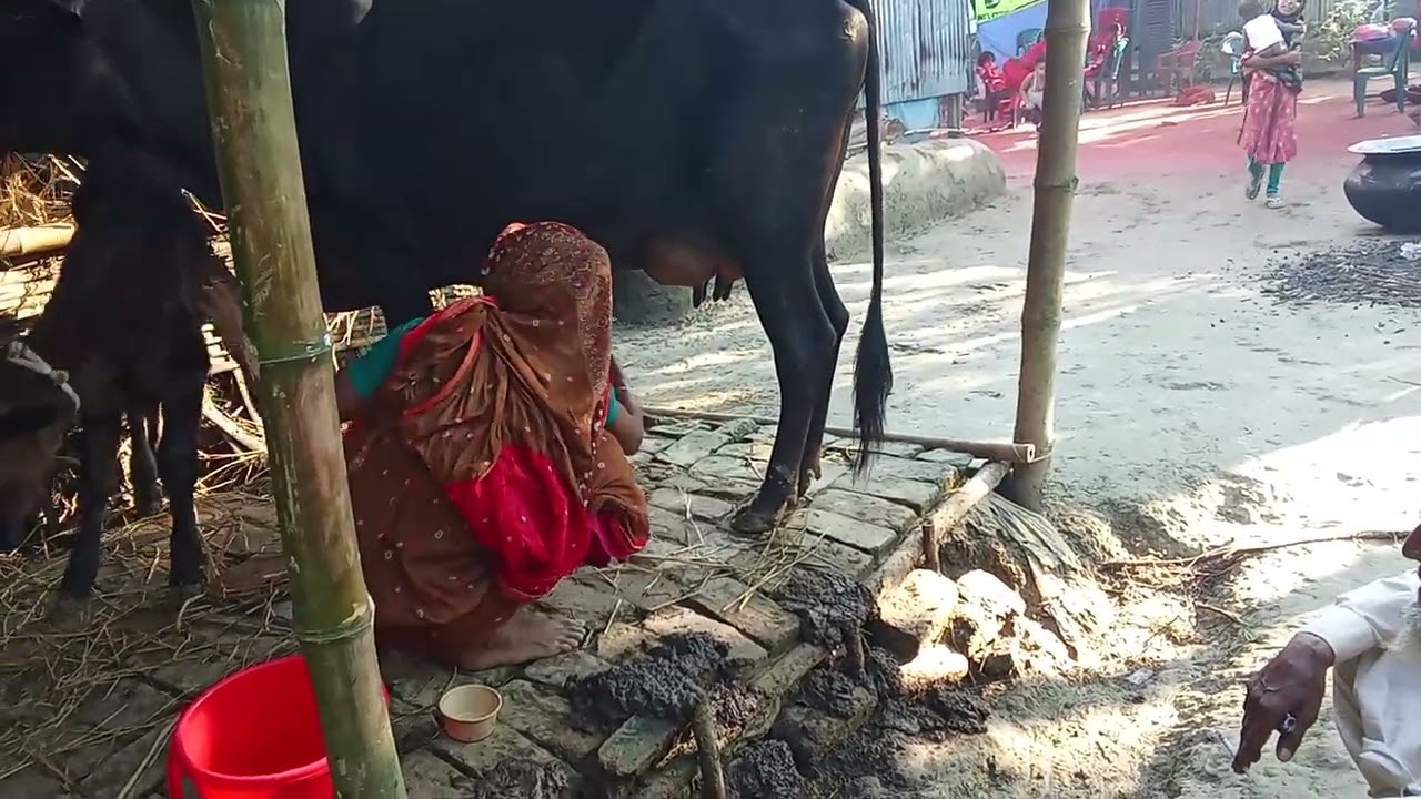 গাভীর দুধ দোয়ানো ।
