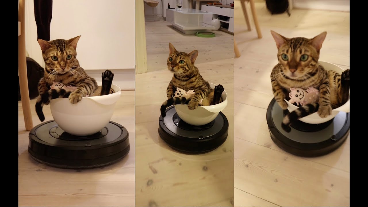 My cat loves driving on the vacuum cleaner | Roomba