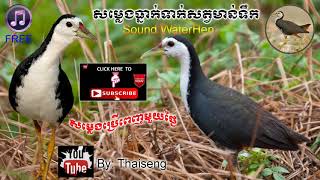 Cambodia Trap Sound Bird Waterhen || Free Download ||សម្លេងធ្នាក់ទាក់សត្វមាន់ទឹក