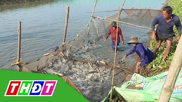 Nông dân thu tiền triệu từ mô hình kết hợp 2 lúa - 1 cá lóc | THDT