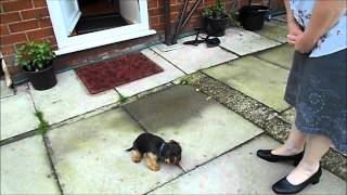 Rolo running around - 12 Week Old Yorkshire Terrier Puppy