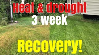 Heat & Drought stress recovery in only 3 weeks!