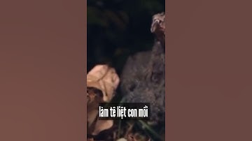 Điều đặc biệt về loài rắn hổ lục Gaboon ít ai biết đến | Animals World #shorts