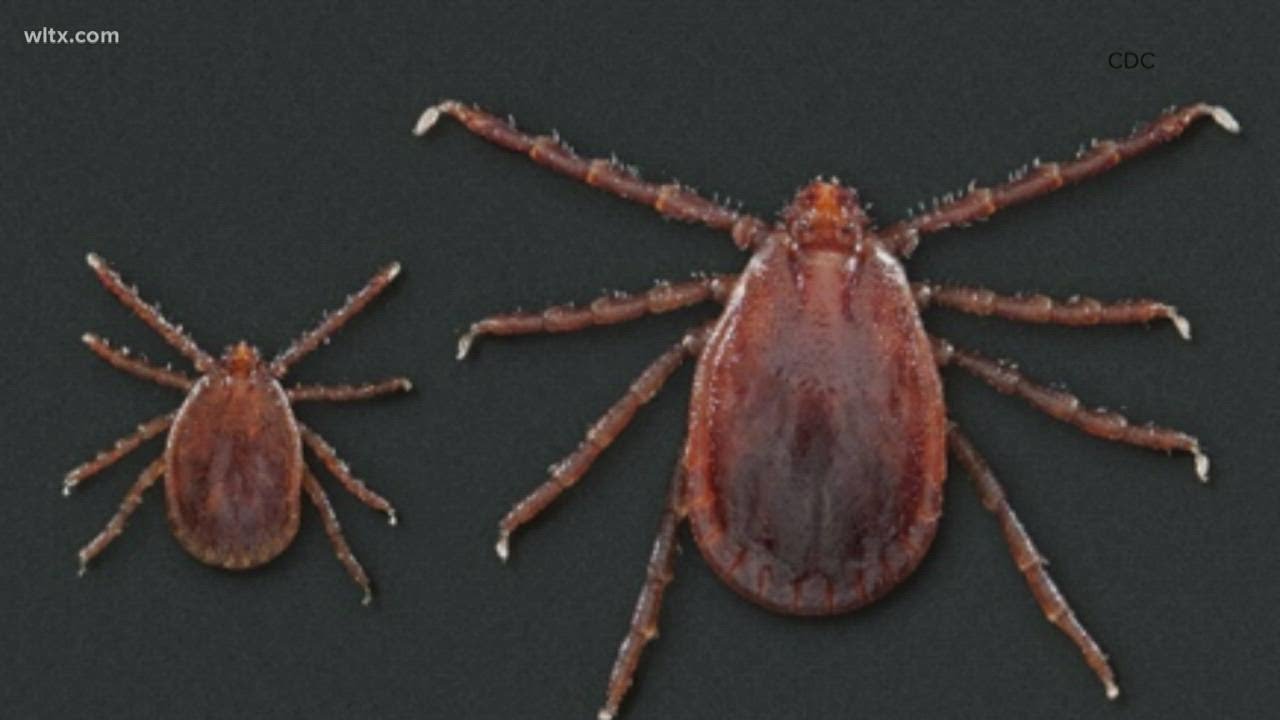 How to protect yourself and your pets from invasive ticks in South Carolina