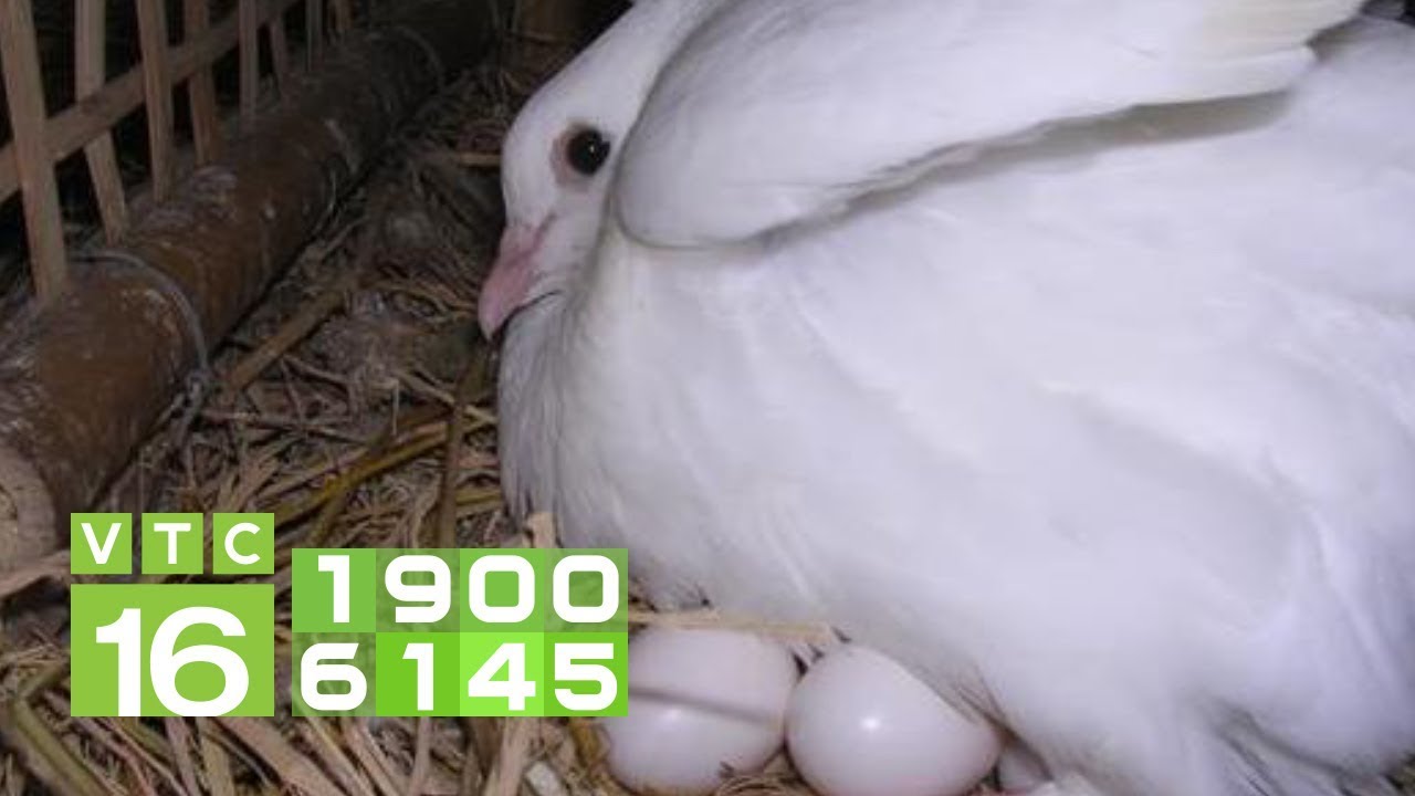 Nguyên nhân dẫn tới hiện tượng bồ câu bị sinh hơi ở diều | VTC16