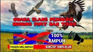 Suara burung elang ,ampuh untuk pengusir tikus dan burung pipit sawah