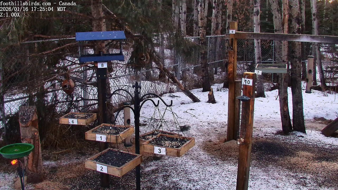 2025-01-16 -  Foothills Birds - PTZ Live Stream Bird Feeder Cam  [65+ Species]