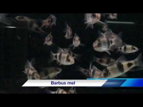 Barbus melanampyx