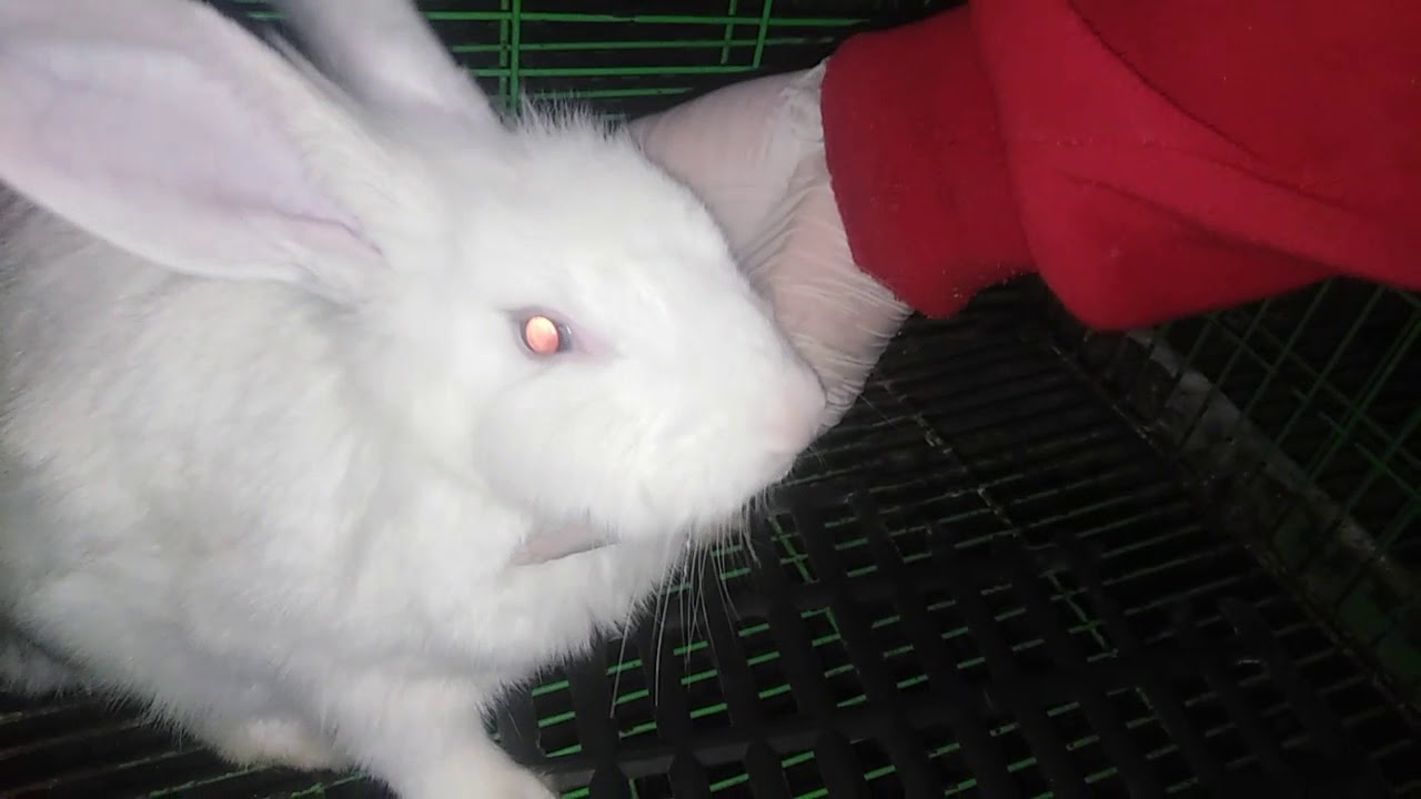 علاج البردوالعطس والالتهاب الرئوى للارانب شرح كامل عن الموضوع وعلاج فعال..