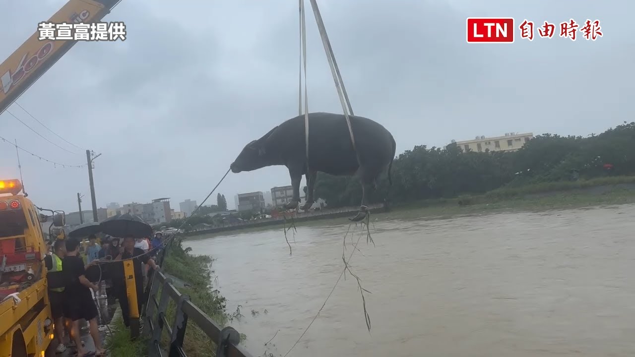 即刻救援！竹北豆子埔溪暴漲水牛受困 小牛快滅頂吊上岸、大牛沙洲先避難
