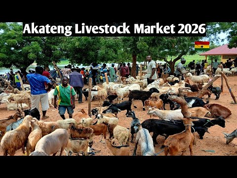 Akateng Village Livestock Market – Ghana's Busy Animal Trading Hub#rural#ghana#goat#sheep #livestock