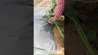 How to Plant Sweet Potato Vines: A Guide to Tsuru-Sashi #farmingtraditions #farming