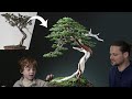 A wild tree yamadori becomes a bonsai