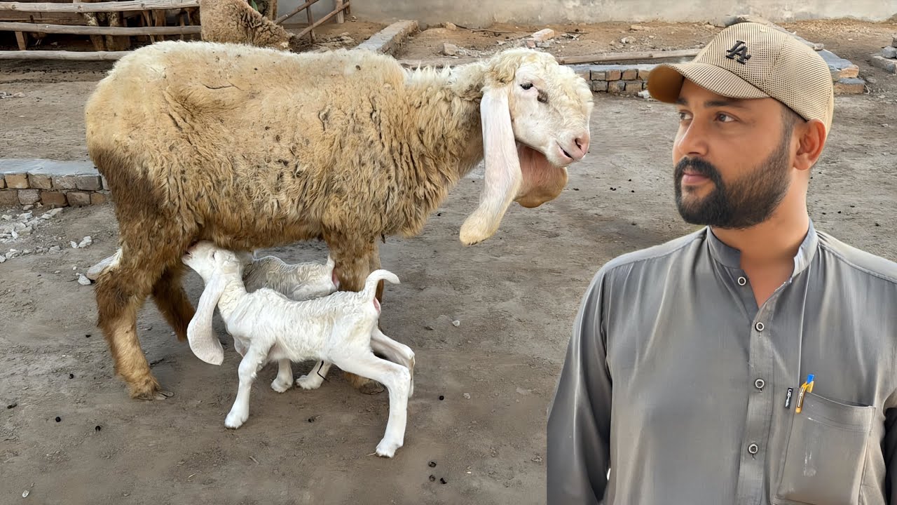 Bahir Walay Nar Ke Bachay Ya Hamaray Apnay Breeder Ke? 🤔 Bohat Bari Confusion Ho Gayi!