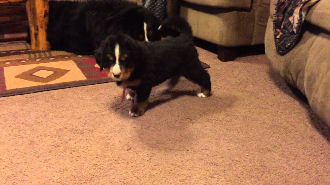 Lucie - Bernese Mountain Dog Puppy - BerneseOfTheRockies ...