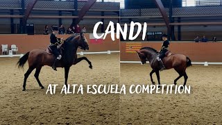 young PRE stallion Candi at alta escuela competition