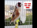 تغريد الحسون نوطات جميلة   