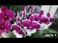 Цветение моих РОЗОВЫХ БОРДОВЫХ орхидей | pink orchids орхидея орхидеи orchid фаленопсис phalaenopsis