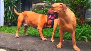 Rescue Dog Flinched When Mom Tried To Pet Her Until...l The Dodo