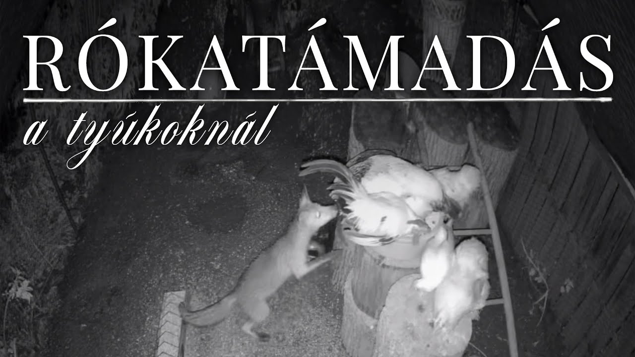 VLOG - Rituális takarítás, villanypásztor, róka | Molnár Miléna