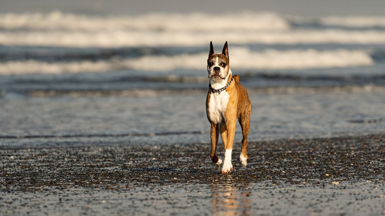 Are Boxers good with other dogs of different breeds? YouTube