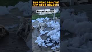 강아지를 키워야 하는 이유 #shorts #강아지