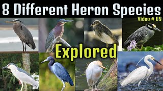 8 Different Heron species, Heron video by WildExpo 180 views 5 months ago 16 minutes