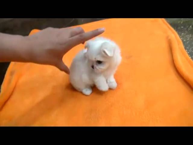 Tea Cup maltese tiny size dogs for sale 