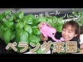 【自給自足】超初心者が手探りで家庭菜園始めてみた！プランター栽培！！