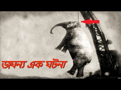 ভিডিও: কেন একটি হাতির একটি দীর্ঘ ট্রাঙ্ক আছে?