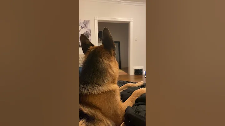 German Shepherd isn't a Fan of Cat Mask || ViralHog - DayDayNews