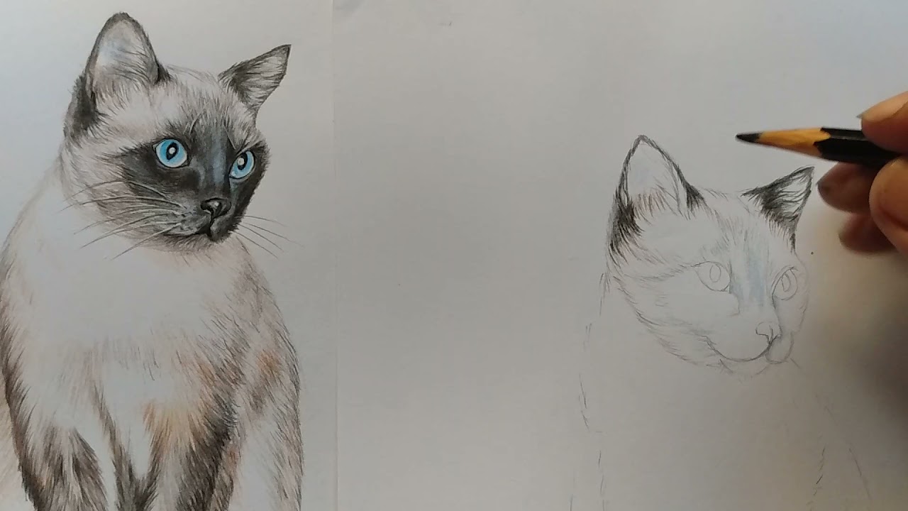 Como desenhar um Gato siamês - PASSO A PASSO - narrado 