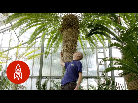 Video: Prečo je kaktus železitý trpasličí ohrozený?