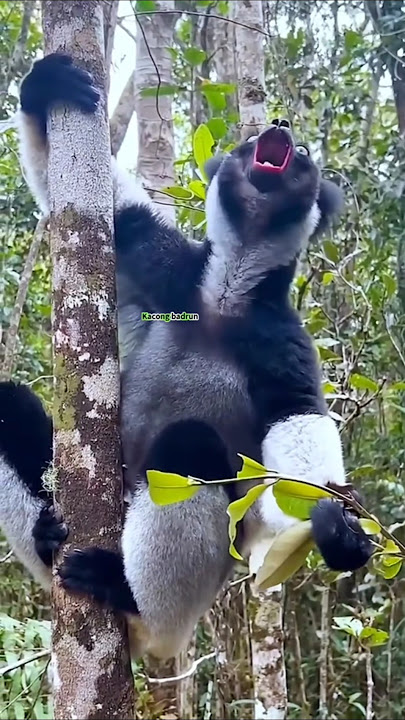 Suara binatang yang senarnya didunia #sounds #animals #amazing