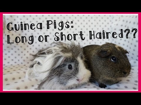 Choosing Your New Guinea Pigs Long Haired Or Short Haired Youtube