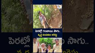 పెరట్లో గంజాయి సాగు.. వృద్ధ దంపతుల అరెస్టు #Ganja #CannabisCultivation #GanjaCase #ElderlyCouple