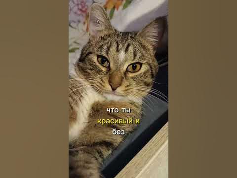 ЖМОТ #cat #shortsvideo - YouTube