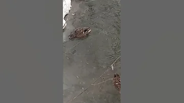 Дикие утки добывают пищу зимой.