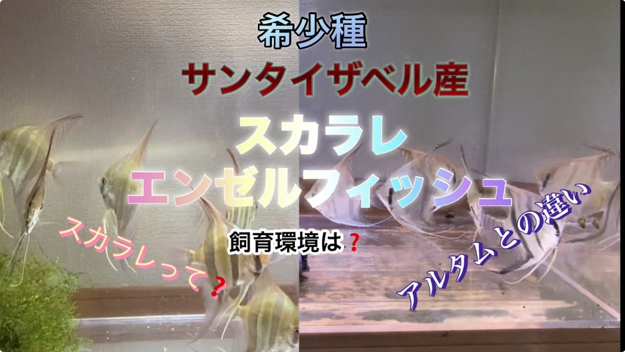 希少なエンゼルフィッシュ　サンタイザベル産スカラレ　#アクアリウム  #ディスカス  #ペット  #熱帯魚  #エンゼルフィッシュ  #aquarium  ＃エンゼルフィッシュ　＃アルタムエンゼル