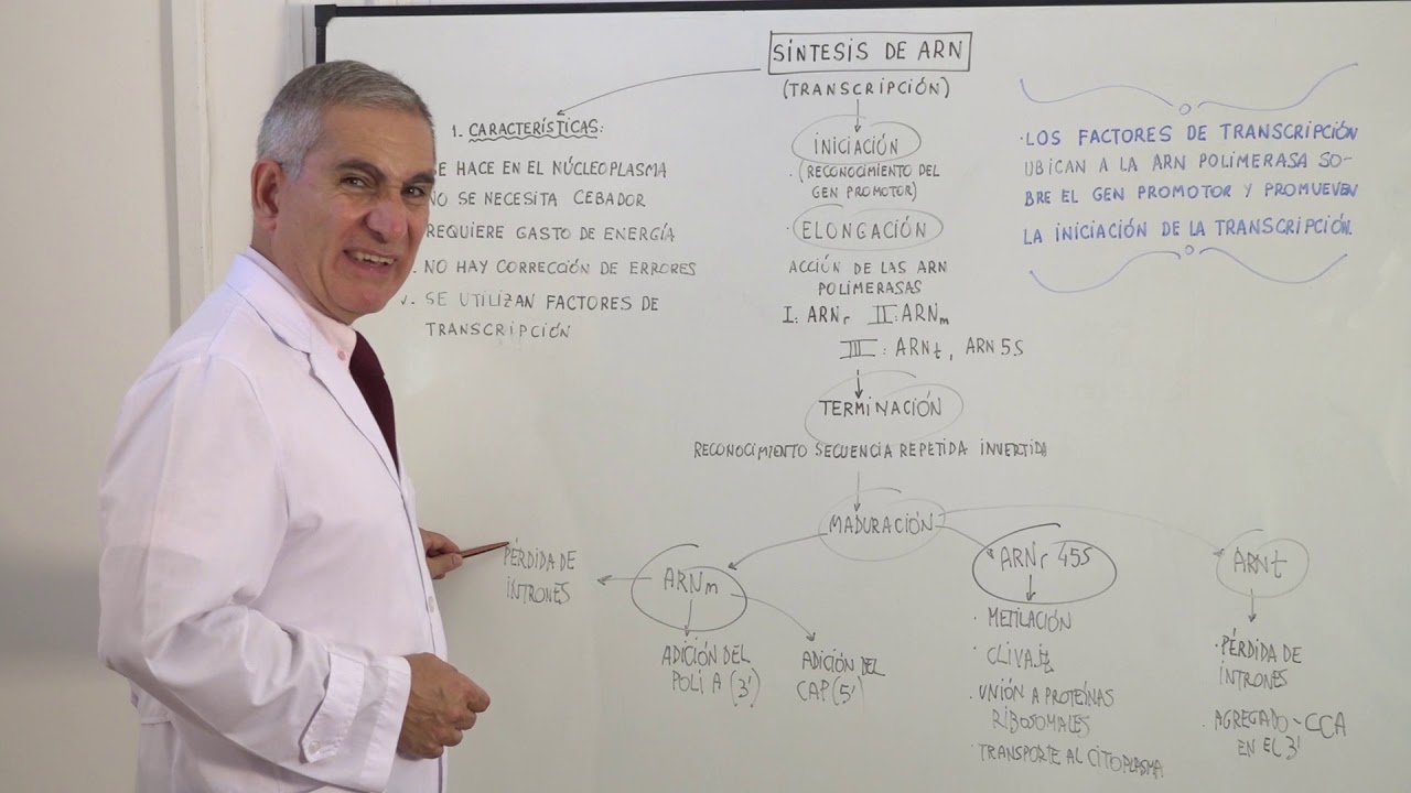 SINTESIS DEL ARN TRANSCRIPCION — Transcript